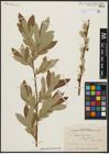 Foto von Salix aegyptiaca L. x Salix elbursensis Boiss.